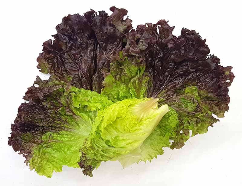 خرید و قیمت کاهو فرانسوی + فروش عمده